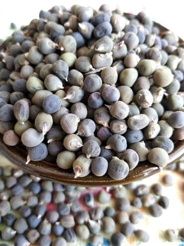 herf tortlar instagram: Salam Aleykum Bamiyə toxumu satılır Toxumlar Türkiyənin Denizli — 1