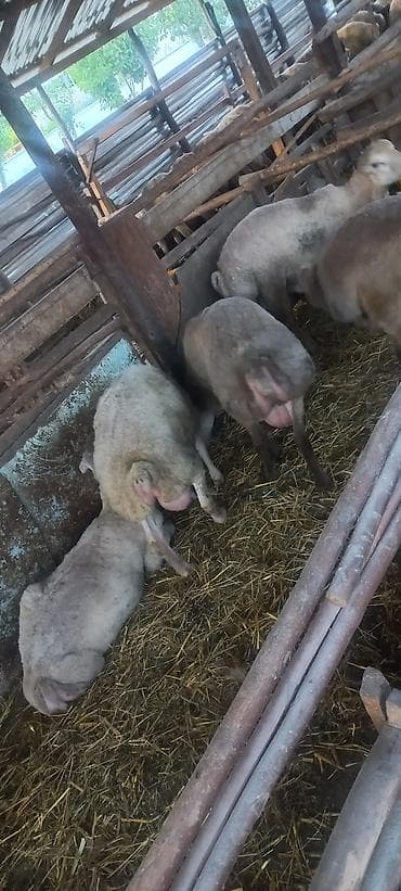 Salam kök quzulardı.32kq dan 40kq ya kimi diri çəkiləri var. 12 başdı