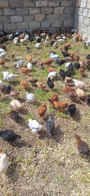 toyuq cuceler: Toyuq cücələri, Damazlıq — 6