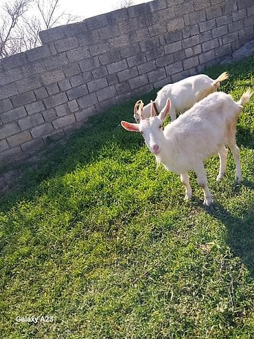 naxcivan heyvan elanlari: Ağ rəngli sanen keçi - Cins: yerli/qarışıq (ağ tüklü) - Buynuzlu, qısa — 2