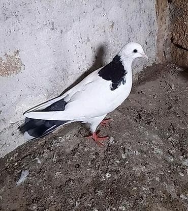 Quşlar: 13 tuk erkeydi tutulma unvan suraxani — 1