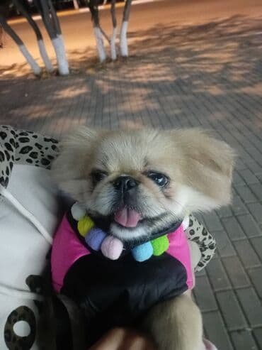 it balaları satilir: Pekines, 3 il, Erkek, Cütləşmə üçün — 1