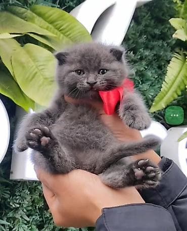 Şotland yastı qulaq lalafo.az -da Şotland yastı qulaq