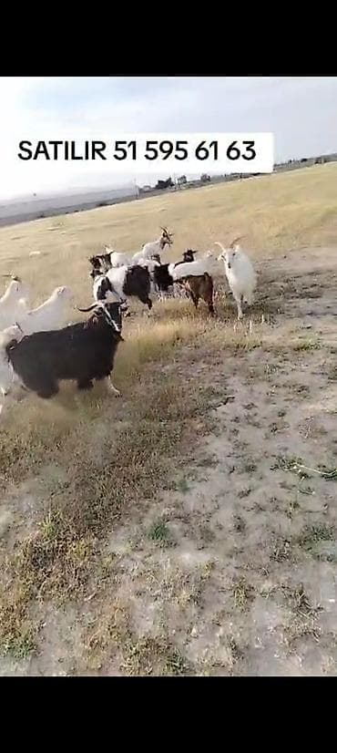 Keçilər, çəpişlər: Satılır: Keçi sürüsü - Növ: Yerli keçilər (boz, qara, ağ və qırmızı — 2
