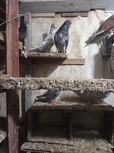 goyercin taklalar: Ev göyərçinləri – müxtəlif rəng və naxışlarda - Növ: Ev göyərçinləri — 4