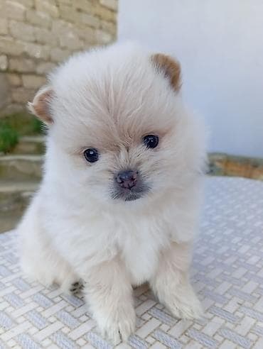 heyvan evləri: Şpitz — 2