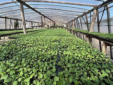 Məhsul: Fidan və tinglər (istixana yetişdirilməsi) Təsvir: - Peşəkar