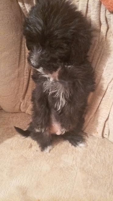 maraqli it adlari: 3 ay — 2