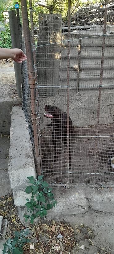 naxcivan heyvan satisi: Kurtxar, 4 ay, Erkek, Ünvandan götürmə — 3