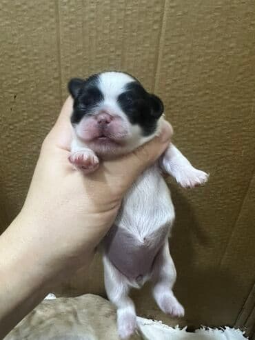 кане корсо бишкек: Пекинес, Самка, Самовывоз — 5