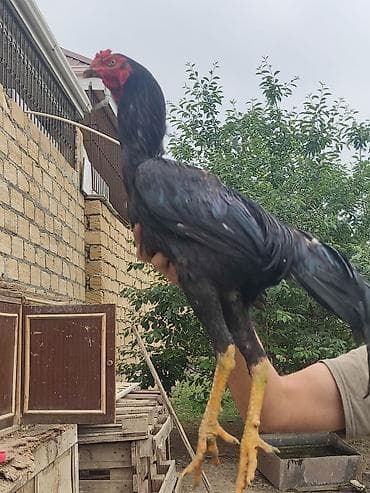 quş xana: Heyratı — 2