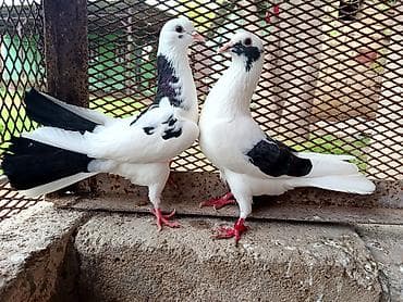 Maşallah gördüyünüz cütlüklər çıxdı satisa cütü 55 manata - Növ