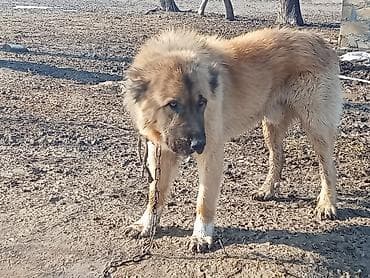 ucuz toyuq satisi: Qurd basar balalaridirqanlı küçiylerdirŞekilde gördüynüz itlərin — 3