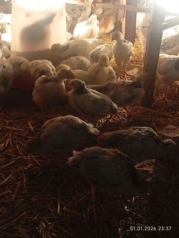 Audi: Куриные цыплята, Для мяса — 6