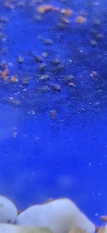 akvaryum aksesuarlari: Akvaryum üçün canlı mikromüxtəliflik paketi – suda yaşayan kiçik — 1