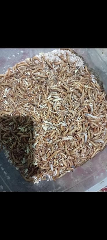 1 otaql: Un Qurdu canlı yem bol protein li dir, heyvanla quşlar balıqlar üçün — 2