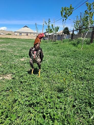 sotland pisik satisi: Sahibləndirilir — 1