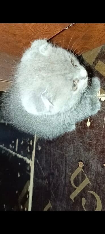 Şotland yastı qulaq, Ünvandan götürmə lalafo.az -da Şotland yastı qulaq, Ünvandan götürmə