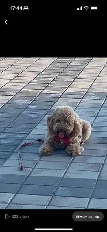 qiz ucun toy donlari: Pudel, 2 il, Erkek, Cütləşmə üçün — 4