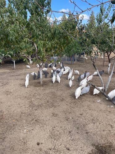 Tutuquşları: Firəng quşları 20 azn
Yumurtası 1 azn
Cücəsi 3m (sifarişlə — 1