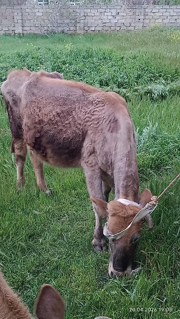 inəklər: Simental tipli dişi inək - Rəng: açıq-qəhvəyi və ağ ləkəli - Sağım — 5