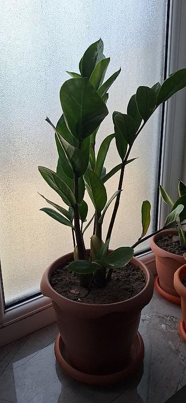 dollar gulu: Zamioculcas zamiifolia (ZZ bitkisi) – otaq üçün dekorativ tropik — 5