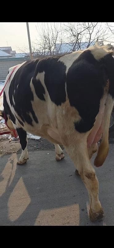 Бараны, овцы: Südlük inək buzovla birlikdə - Cins: Holşteyn tipli, ağ-qara rəngli - — 8