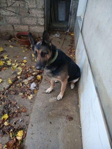 it sahiplendirilir: Alman çoban iti, 2 il, Dişi, Peyvəndli, Ünvandan götürmə — 2