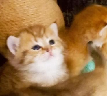 heleb keçisi: Britan, Erkək, Yaxşı əllərə, Ünvandan götürmə — 9