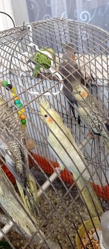 ev quslarinin satisi: Tutuquşu Korella. ( Sultan ) Sarı quşlar 35 manat Boz quşlar 30 manat — 7