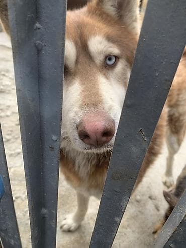 it haski: Xaski — 3