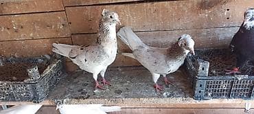 goyercin berde: Erkey maya 35 manata cutu — 1