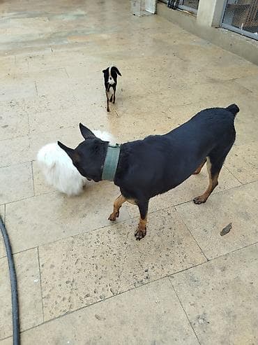 qurdbasar satisi: Doberman, 1 il, Dişi, Peyvəndli, Ödənişli çatdırılma — 2