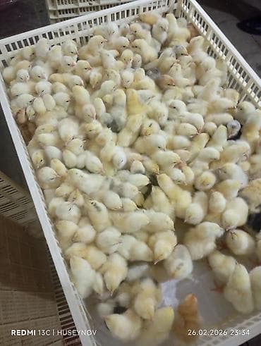 lider cücələri: 15 günlük süper lider cucesi vaxsinadiyalari verilib Saba lasota — 8