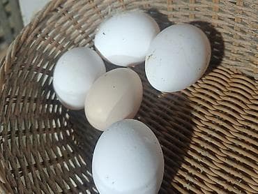 dəvə əti: Kənd toyuğu Chicken Bütöv — 2