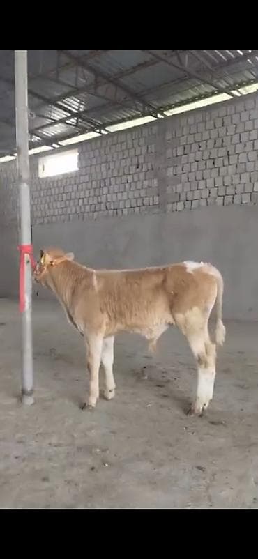 2 ay yarimliq temiz saf qan simental dana erkək prablemi yoxdu yem ot lalafo.az -da 2 ay yarimliq temiz saf qan simental dana erkək prablemi yoxdu yem ot