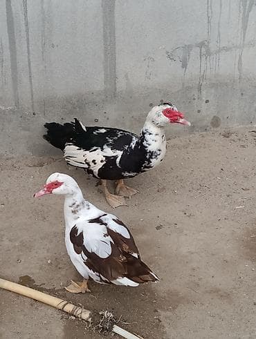 pisik satisi: Hər ikisi 8 aylıqdı. cütləşirlər. uzaqı 15-20 günə yumurtaya — 1