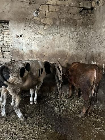 at satilir: Satış: 2 baş iri buynuzlu heyvan 1 basErkek 1 bas disi duyedi crasni — 2
