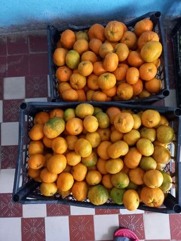 İçkilər: Mandarin (sitrus) – təzə yığılmış, 2 böyük plastik yeşikdə. Meyvələr — 1