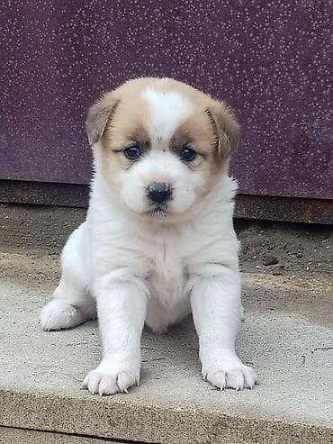 quzu: Dişi, Pulsuz çatdırılma — 2