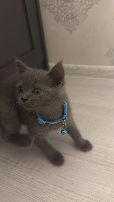 pisik sekileri: Britan, Dişi — 4