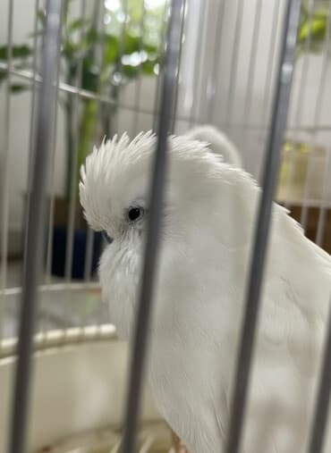 Tutuquşu.Təmiz növ.İri erkəkdir. 1,5 yaşında. Qəfəsli və ya qəfəssiz