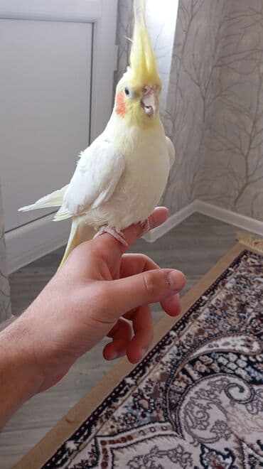 Информатика: Korellalar satılır. 3 dənədi 1 - i əl quşudu. Qəfəs qarışıqda — 8