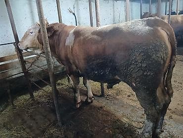 qus satisi: Satılır: ətlik erkək mal (öküz) Bordaq danalar satılır,müddetli yemiş — 5