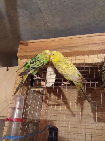 Tek 15 azn Cut 30 azn Ele orgedilmish 20 azn Qiymetde endirim olmur !