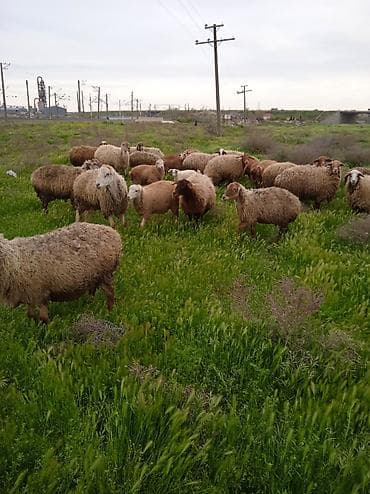 dişi buzov: Dişi, il: 1, Damazlıq, Ünvandan götürmə — 7