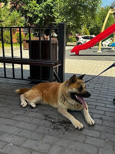 Akita itin cinsi çox aktiv itdi bir yerdə dayanmır çox super itdi — 1