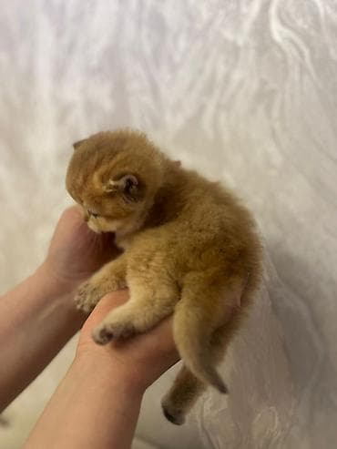 shih tzu stenci: Britan, Dişi — 4