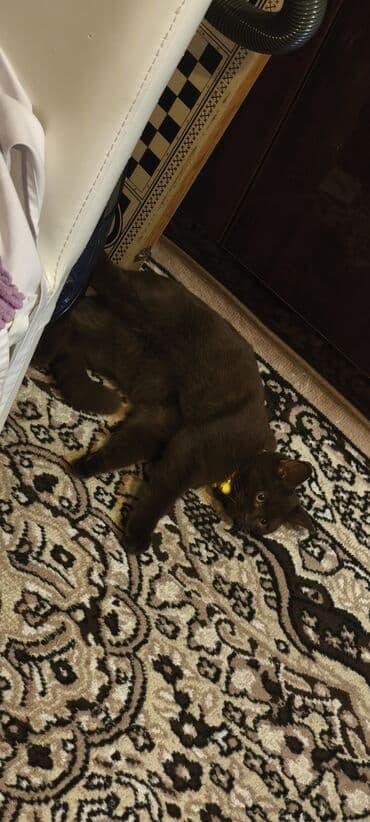 İtlər: Britan, Erkək, Yaxşı əllərə, Ünvandan götürmə — 2