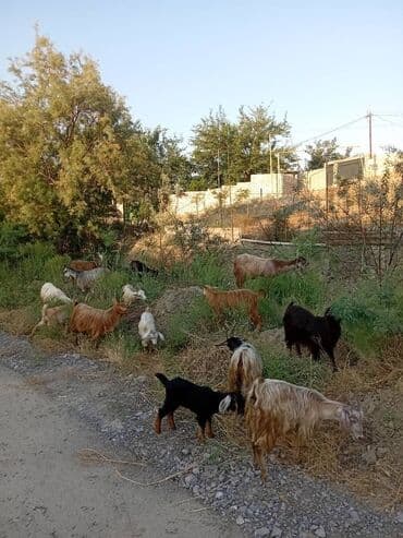 ördək yumurtası satışı: Dişi, il: 1, Damazlıq — 1